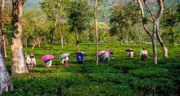darjeeling
